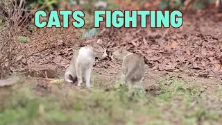 Epic Cat Fight Caught on Camera! #catfight #cat #catvideo