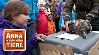 Knochen f&uuml;r den Bartgeier | Reportage f&uuml;r Kinder | Anna und die wilden Ti