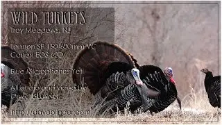 Wild Turkeys