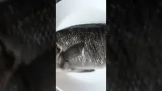 Blackfish ready to cook after Fishing