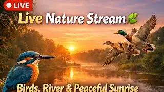 🌅 Sunrise & Birds Live | Relaxing Morning Nature Sounds 🌿