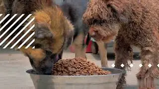 Supplements and Additives: Enhancing Animal Feed Quality