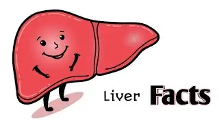 Amazing Facts About The Liver : The Largest Internal Organ | Doctor Rabindra