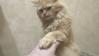 Кот который лежит на пуфике