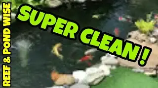 Koi Pond CLEANING TIPS for spring pond opening.