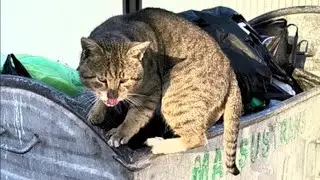 Stray cats have lunch | I feed homeless animals #homelesscat #hungrycats #cat #cats