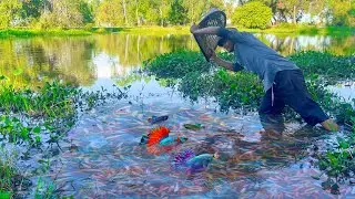 Catching Betta Fish And Wild Betta Fish At The Countryside, Unbelievable Catching (Episode 58)