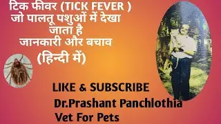 TICK FEVER IN PETS ,INFORMATIONS & REMEDIES IN HINDI
