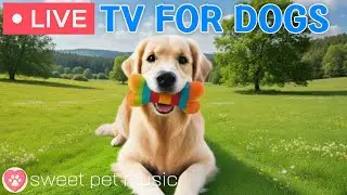 🔴24 Hours of Dog TV🎵🐶Calming Music for Dog Sleep🐾🩷Soothing Dog Music for Stress and Anxiety Relief