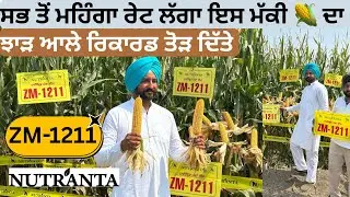 ਝਾੜ ਆਲੇ ਰਿਕਾਰਡ ਤੋੜ ਦਿੱਤੇ ਸੀ ਪਿੱਛਲੇ ਸਾਲ ਆਹ ਵਰਾਇਟੀ ਨੇ ਨਿਊਟ੍ਰਾਂਟਾ ਦੀ ਕਿਸਮ ਆ Nutranta ZM-1211