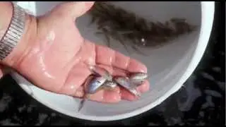 The Science Behind Florida's Marine Fisheries (Part 2, Stock Enhancement)