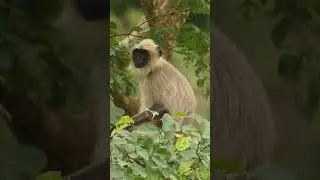 Beauty Of Nature,@hkknaturelover#animallovers #naturelover #wildlifephotoghraphy #shorts