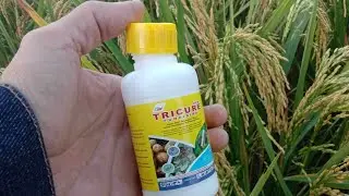 TRICURE 430 SC