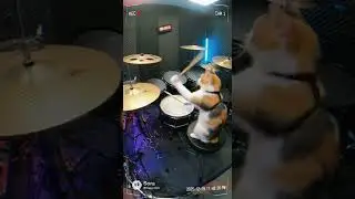 POV: You left your cat alone in the studio 🙀🎶