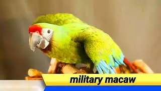 burung Macaw di alam liar,#burungmacaw