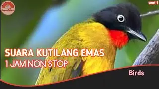 KUTILANG EMAS // SUARA KICAU 1 JAM NONSTOP.