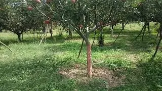 Kashmir Apple Tree shape😍😋❤❤
