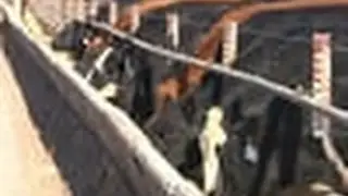 Consumers See How Beef Produced on Tour of BLAC-X Feedlot on Farms After 5