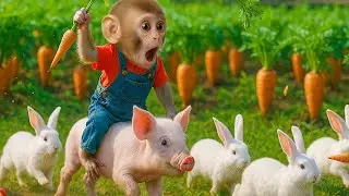 Monkey KOKI rides a pig to harvest giant carrots and make juice for the ducklings
