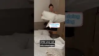 How to Change Your Sheets for Cat Owners 😅#kitten #yourcat
