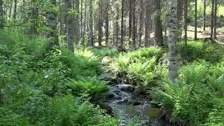 Waterfall River & Birdsong  4K Nature Sounds 1Hour  No Loop