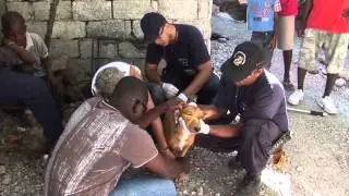 Help support World Animal Protection Disaster Management work