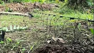 Jungle Birds Came in Huge Numbers &mdash; Rare Footage Captured!