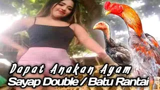 Dapat Bakalan Anak Ayam Sayap Double / Sisik Batu Rantai