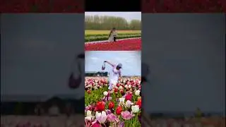 Tulip Fields of Amsterdam