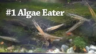 Действительно ли креветки Амано едят нитчатые водоросли?