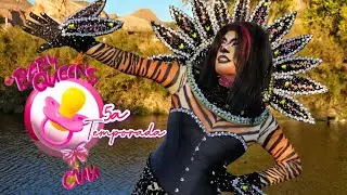 Baby queens 5 cuu #lord_evan_oficial #promo #chihuahua 
