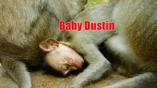 Baby Dustin Very Tired Asking Mom Diamond For Milk, Baby Dustin And Mom Diamond