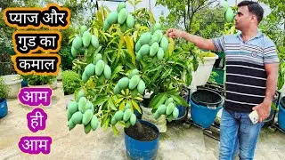 आम के पौधे में प्याज और गुड़ का कमाल भर भर के आ रहे हैं फाल।