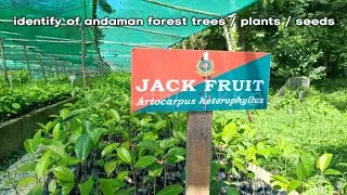 How to Identify Andaman Forest Trees, Plants, Seeds  वन्य पेड़ पौधों व् बीज़ों की पहचान