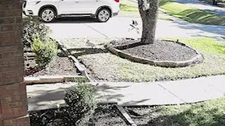 Video: Red-tailed hawk tries to snatch little dog from Missouri City yard