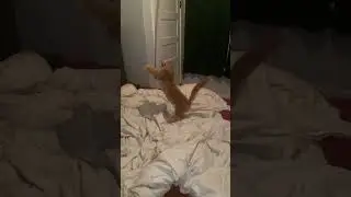 Kitten rings bell #cat #kitten #cutecat
