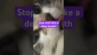 Kitten&rsquo;s wisdom