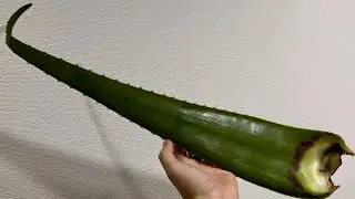 アロエを刺身で食べたら、味が…