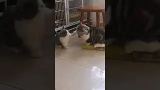 Munchkin cats in a fierce fight 😻⚔️😹💚