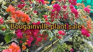 Bougainville plant sale