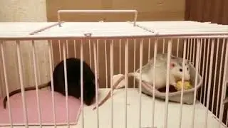 Corn Wars