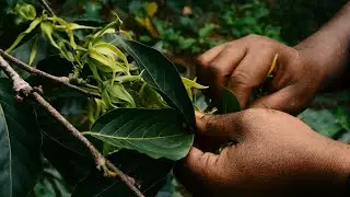 Exploitation de l'Ylang-ylang aux Comores : bonnes pratiques