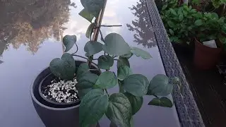 Piper Nigrum  ( Black peppercorn ) Autumn update.
