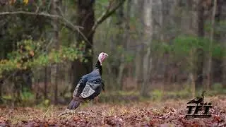 Gobbler yelping on a cold morning.