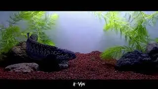 snakehead asiatica