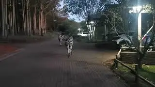 Farting Zebra😂😂😂