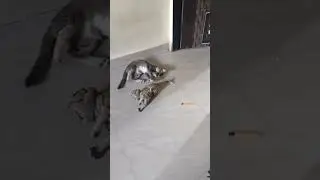funny cat short #trending #funnyanimal #viralshort #pet