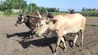 Bullock Working To Framing Sugarcane Growers