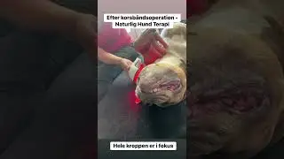 4 uger efter korsb&aring;ndsoperation p&aring; hund - Naturlig Hund Terapi