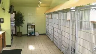 Overnight Dog Care | Elkhorn, NE &ndash; Cottonwood Pet Resort